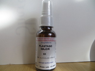 Click for details about Plantago tincture for dental infections, abscesses