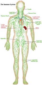 Lymphatic Support